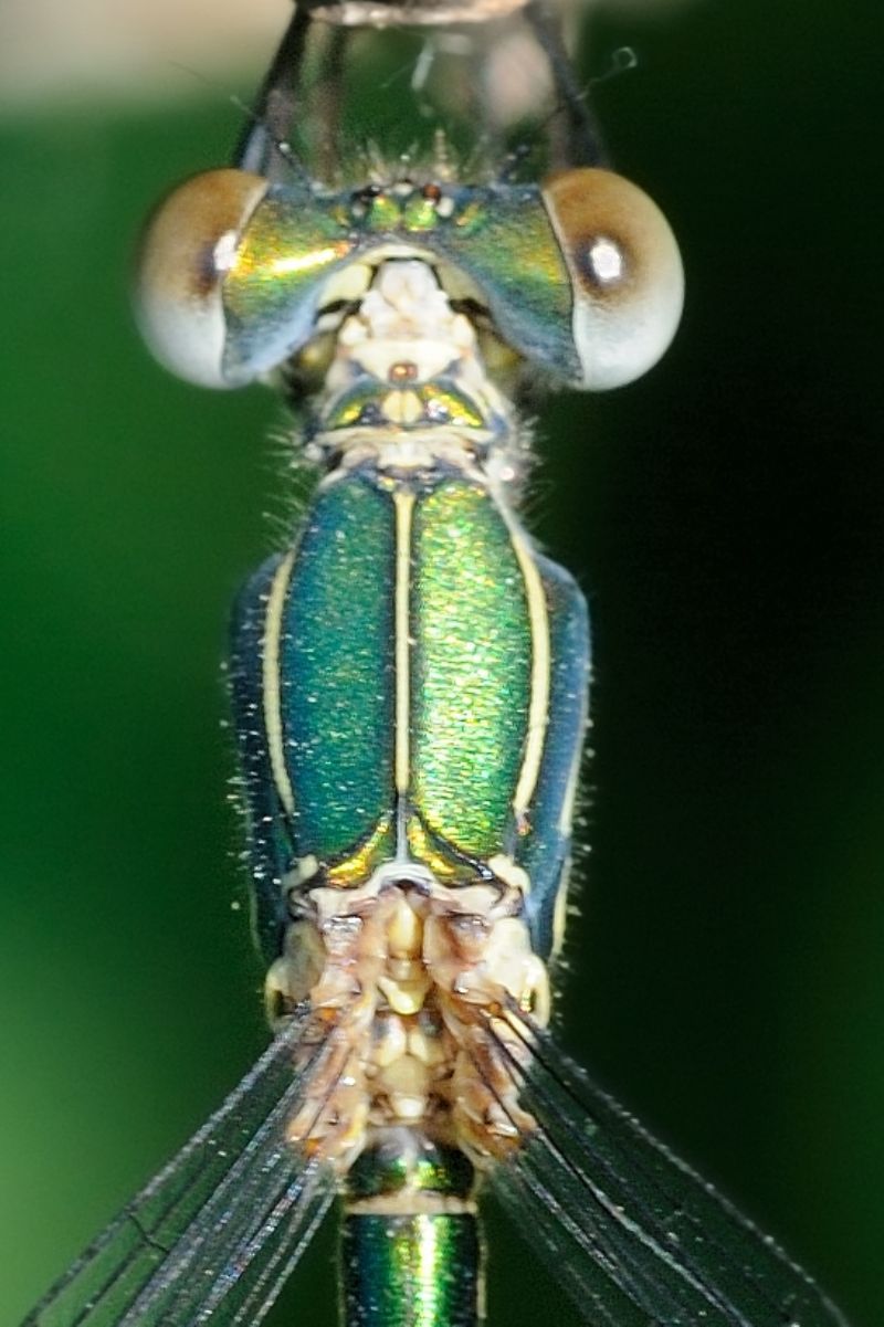 Quale Lestidae? Chalcolestes parvidens